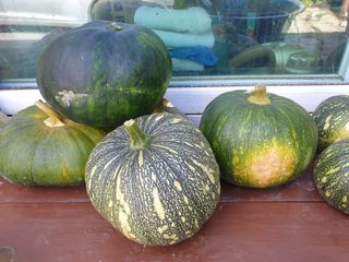 박경분님의 호박 · 자유게시판 작성글 사진