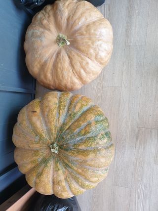 박경분님의 호박 · 자유게시판 작성글 사진