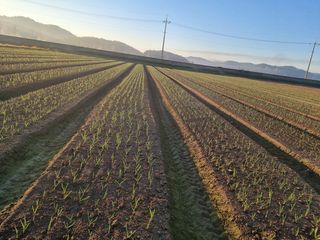 박민규님의 마늘 · 일상 작성글 사진