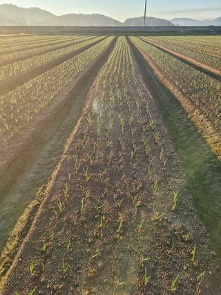 박민규님의 마늘 · 일상 작성글 사진