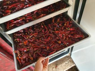 알 수 없음님의 고추 · 일상 작성글 사진