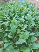 팜모닝 배추·일상 게시글 이미지