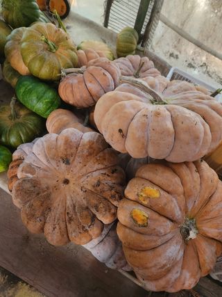 Preotu님의 양배추 · 자유게시판 작성글 사진