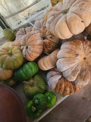 Preotu님의 양배추 · 자유게시판 작성글 사진