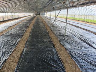 김권수님의 들깨 · 자유게시판 작성글 사진