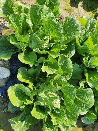 김권수님의 벼 · 자유게시판 작성글 사진