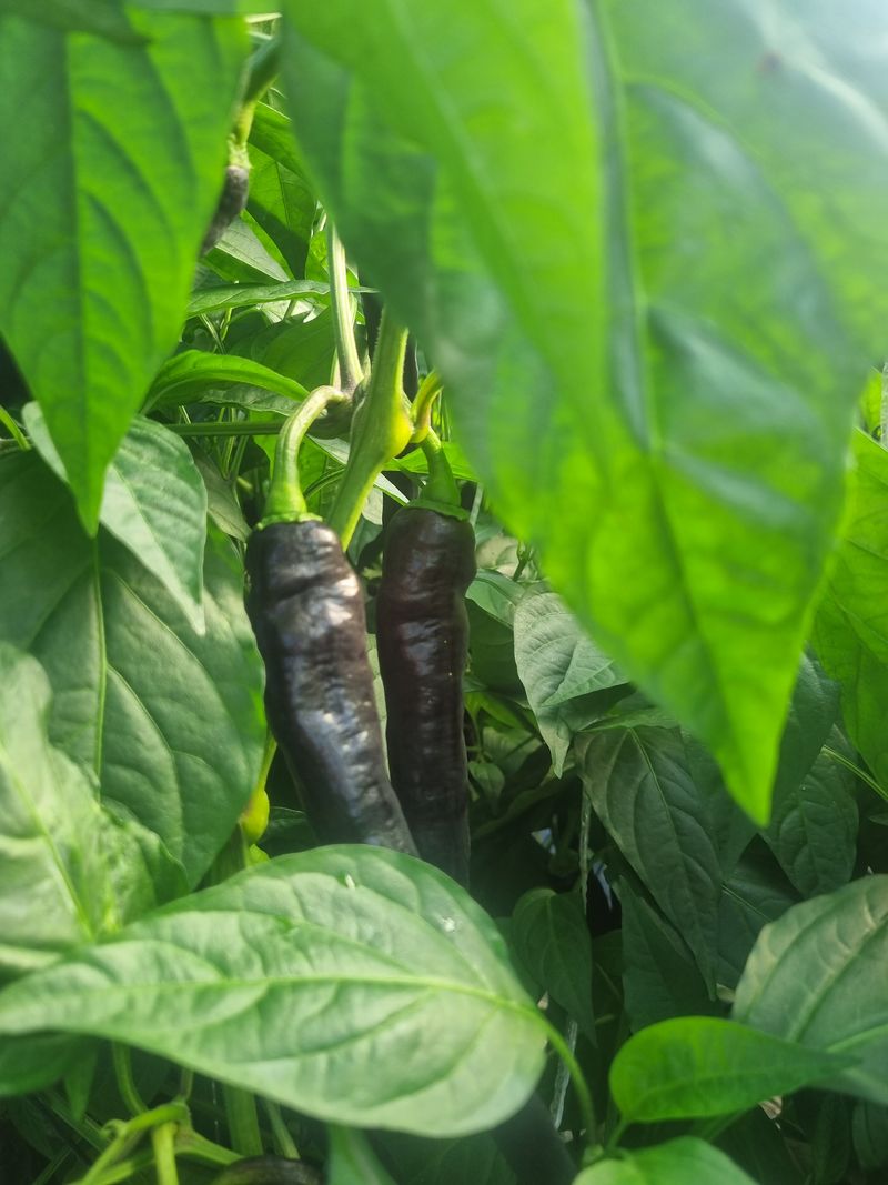 장터 상품 [미인보라(가지고추) 4kg 24,000원] 썸네일