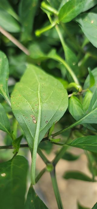풍기정님의 고추 · 병해충상담 작성글 사진