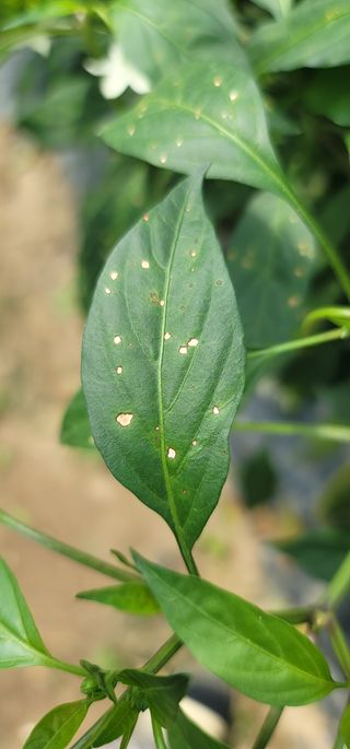 풍기정님의 고추 · 병해충상담 작성글 사진