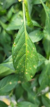 팜모닝 고추·병해충상담 게시글 이미지