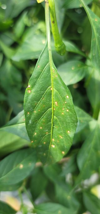 풍기정님의 고추 · 병해충상담 작성글 사진