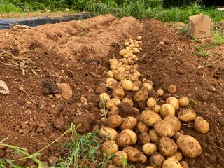 한대룡님의 감자 · 자유게시판 작성글 사진