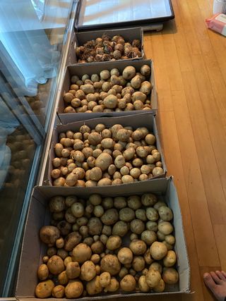 한대룡님의 감자 · 자유게시판 작성글 사진