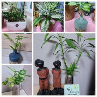 새달귤농장님의 딸기 · 일상 작성글 사진