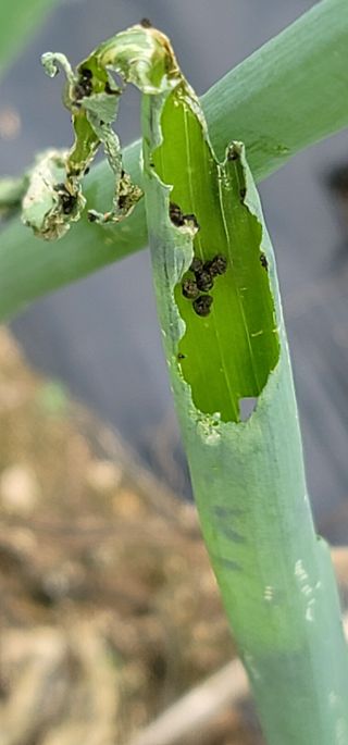 풍기정님의 파 · 병해충상담 작성글 사진