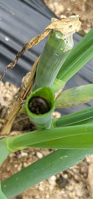 풍기정님의 파 · 병해충상담 작성글 사진