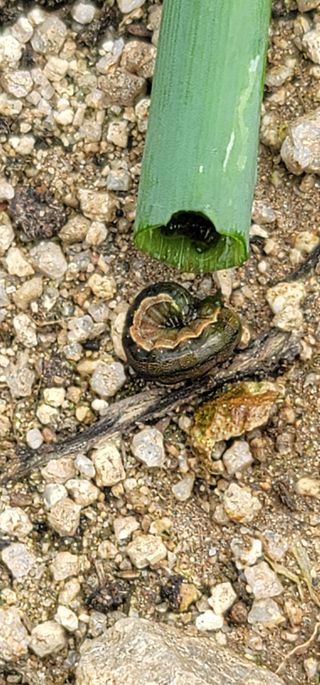 풍기정님의 파 · 병해충상담 작성글 사진