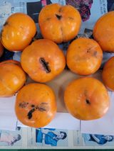 팜모닝 감·병해충상담 게시글 이미지