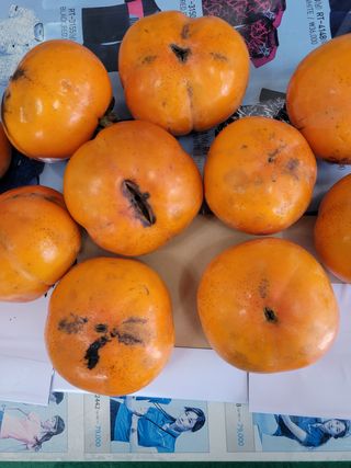 이승남님의 감 · 병해충상담 작성글 사진