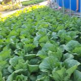 팜모닝 배추·일상 게시글 이미지