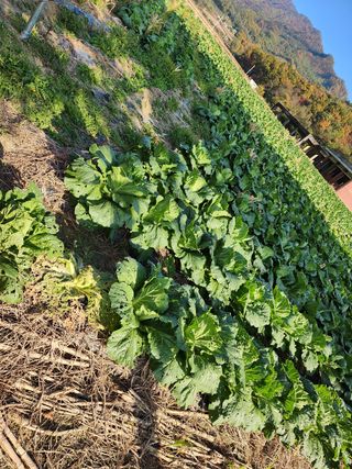 약선밥상머리님의 배추 · 일상 작성글 사진