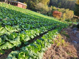 약선밥상머리님의 배추 · 일상 작성글 사진