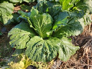 약선밥상머리님의 배추 · 일상 작성글 사진