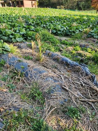 약선밥상머리님의 배추 · 일상 작성글 사진