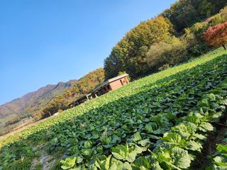 약선밥상머리님의 배추 · 일상 작성글 사진