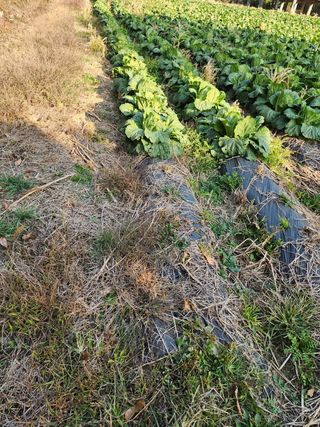 약선밥상머리님의 배추 · 일상 작성글 사진