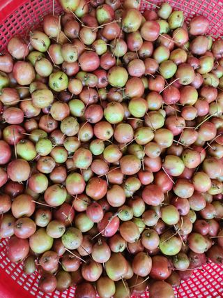 약선밥상머리님의 배추 · 일상 작성글 사진