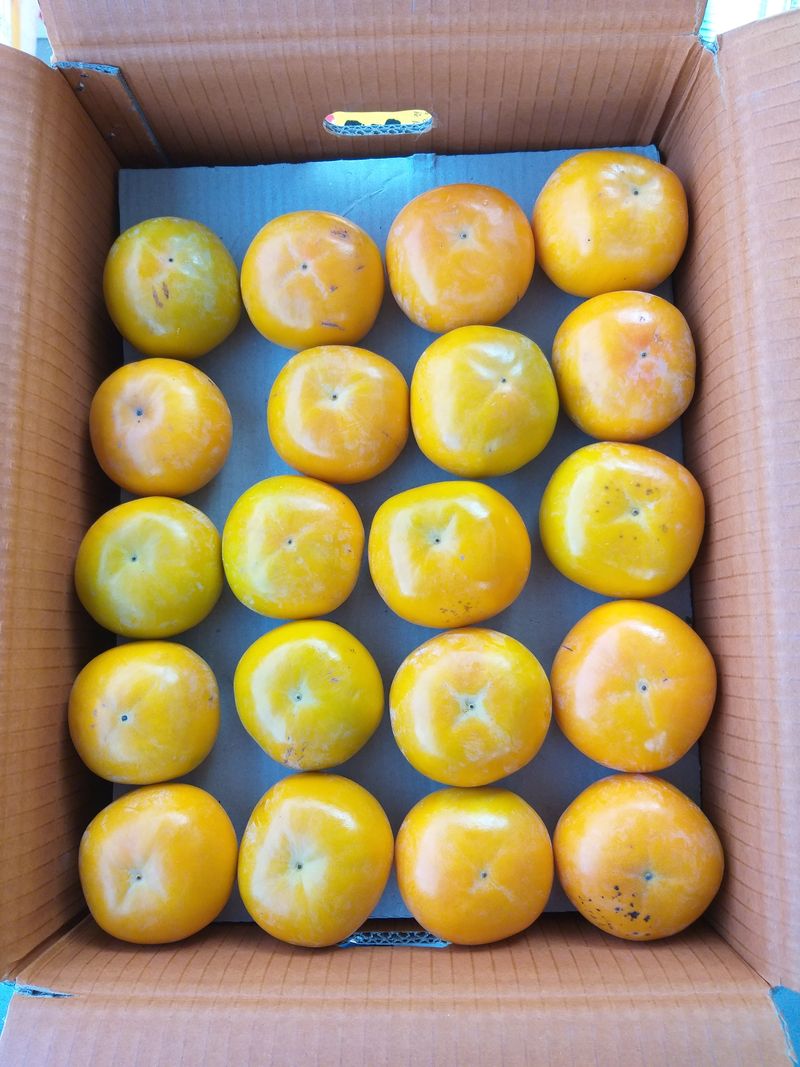 이윤기님의 장터 판매 상품 [단감 떨이(한정4박스)  / 마감 함 20000] 첨부 사진