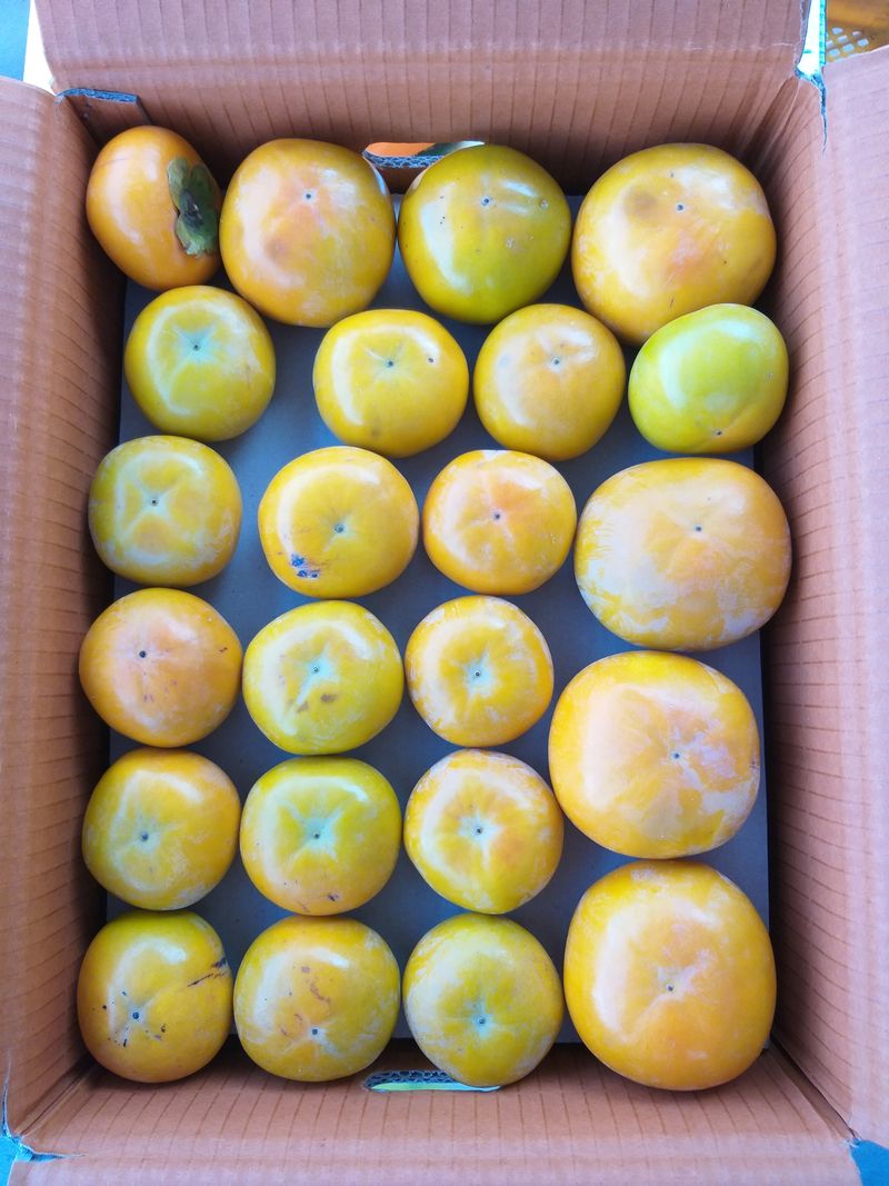 이윤기님의 장터 판매 상품 [단감 떨이(한정4박스)  / 마감 함 20000] 첨부 사진