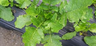 텃밭백강님의 기타작물 · 병해충상담 작성글 사진