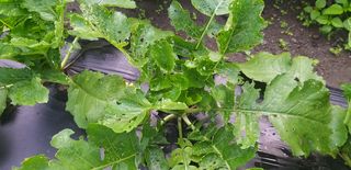 텃밭백강님의 기타작물 · 병해충상담 작성글 사진