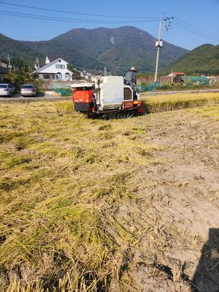 강성란님의 벼 · 자유게시판 작성글 사진