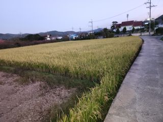 강성란님의 벼 · 자유게시판 작성글 사진