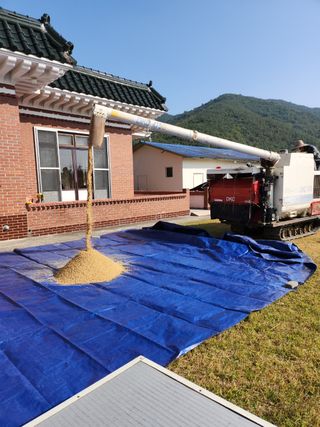 강성란님의 벼 · 자유게시판 작성글 사진