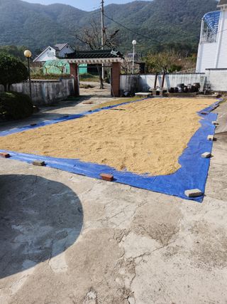 강성란님의 벼 · 자유게시판 작성글 사진