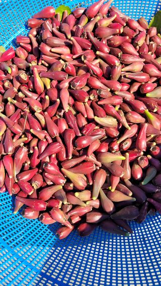 강화댁님의 고추 · 일상 작성글 사진