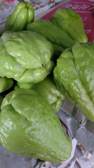 강화댁님의 고추 · 일상 작성글 사진