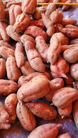 팜모닝 고추·일상 게시글 이미지