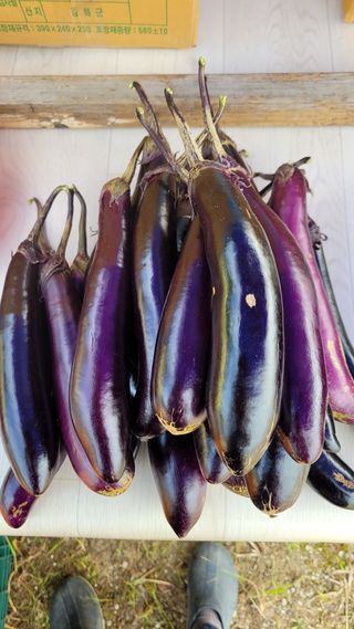 강화댁님의 고추 · 일상 작성글 사진