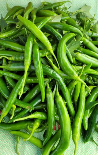 강화댁님의 고추 · 일상 작성글 사진