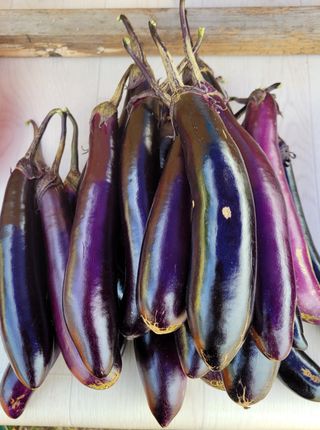 강화댁님의 고추 · 일상 작성글 사진