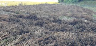 이종혁님의 들깨 · 자유게시판 작성글 사진