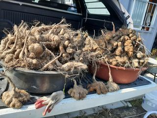 서상기 은퇴농장님의 배추 · 일상 작성글 사진