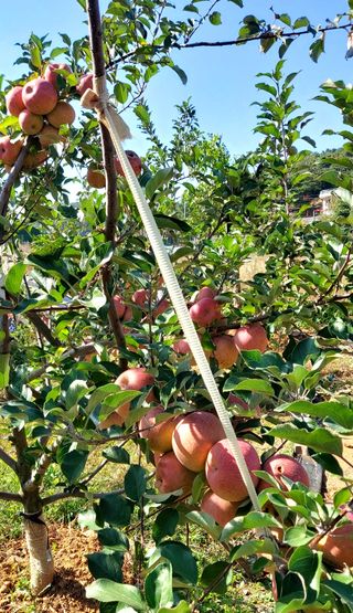 농부하니님의 사과 · 일상 작성글 사진