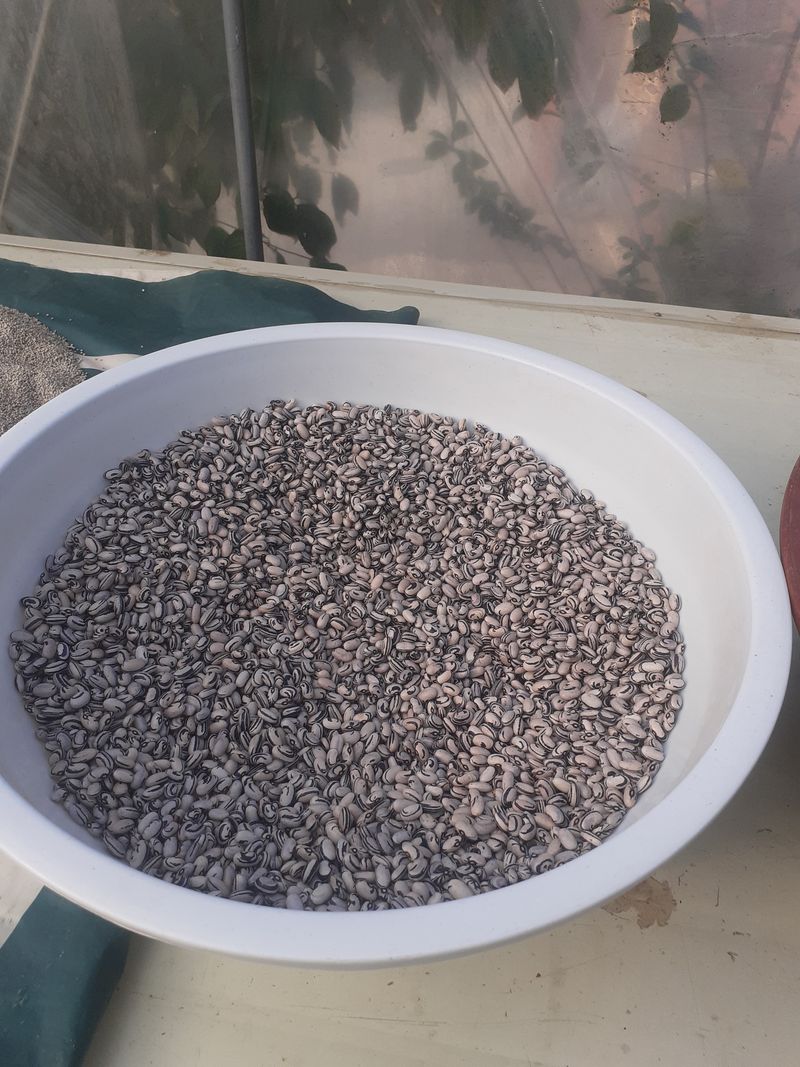 장터 상품 [햇팥.호랑이콩.녹두. 팥 1되 18000. 호랑콩 1되18000.녹두 28000] 썸네일