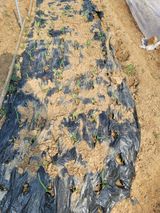 팜모닝 마늘·일상 게시글 이미지